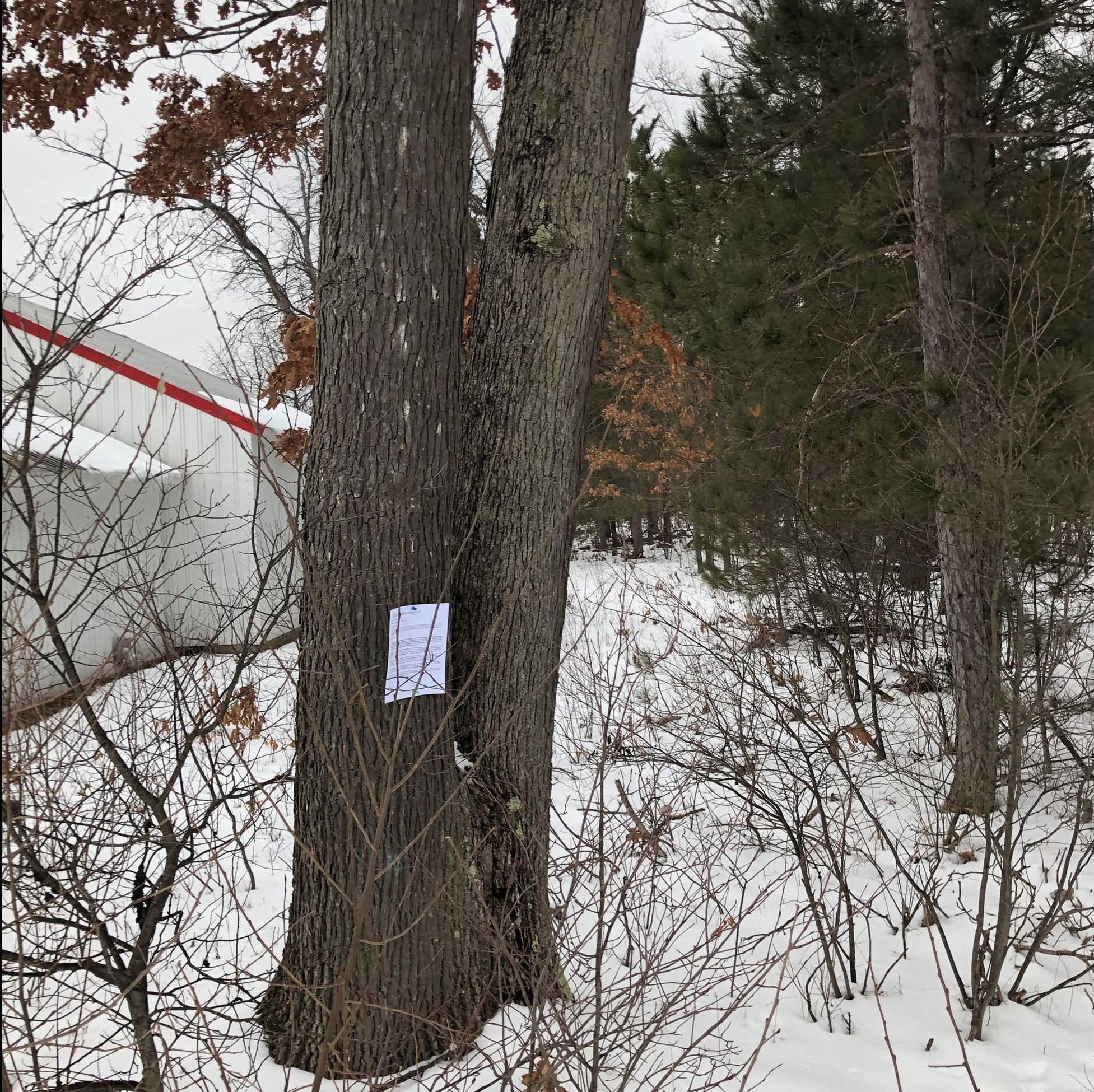 vacant land with trees